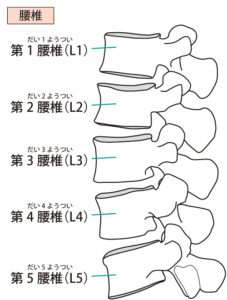 腰椎イメージ